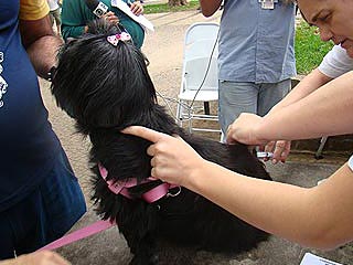 Foto: Arquivo/Acessa.com Vacinação antirrábica