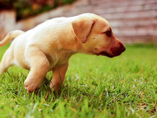 São João del-Rei realiza mutirão de castração de animais