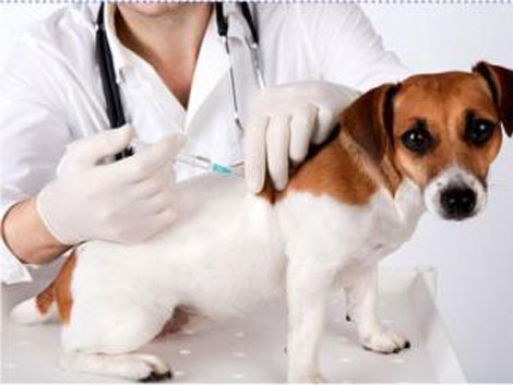 vacina&ccedil;&atilde;o