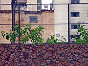 Foto da rua Braz Bernardino