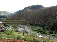 Foto de floresta municipal