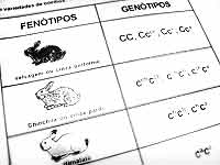 Foto de um livro de biologia