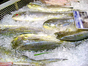 Foto de peixes
congelados e com gelo em volta