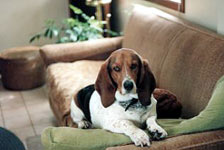 Foto:http://www.bassetlovers.com/fred1.jpg