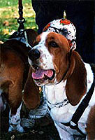 Foto:http://www.petportraitsbycarol.com/bassethounds/images/basset-06-sm.jpg
