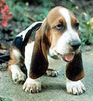 Foto:http://www.basset-hound-breeders.com/db_bassethound_alward1.jpg