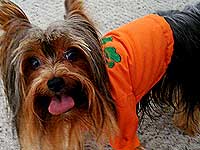 Foto do c?o que est? participando do Dog
World