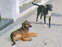 Foto do c?es abandonados no Canil Municipal de Juiz de Fora