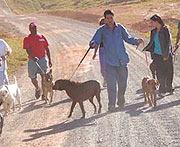 Foto de cachorros passeando com os donos