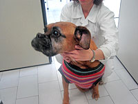 Foto: pontos
 da castra??o