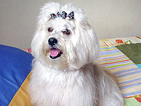 foto de Leila com o cachorro no colo