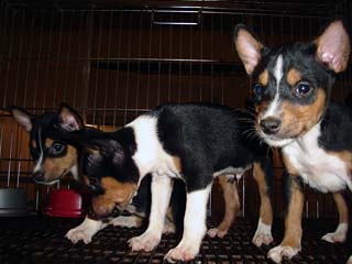 Foto: Arquivo/ACESSA.com cachorro