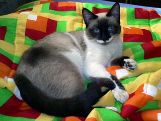 Foto: Arquivo/ACESSA.com gato