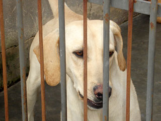 cão