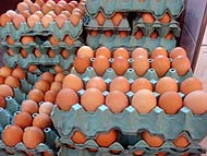 foto de ovos