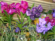 Orquídea 3