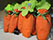Grenoble - Embalagem de cenoura com 12 bombons sortidos - R$ 22,00