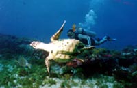 Fernando de Noronha