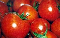 Foto site: www.dgpc.min-agricultura.pt