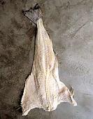 Foto de um bacalhau