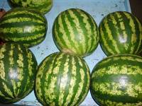 Foto de uma banca de frutas com v?rias p?ras