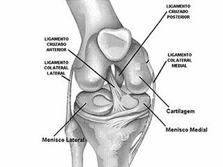 Foto: Divulgação joelhos