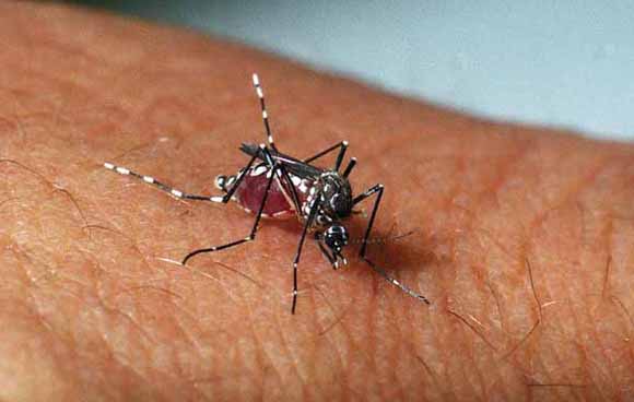 Mosquito da dengue