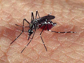 Foto: Divulgação/Fiocruz Foto de mosquito da dengue