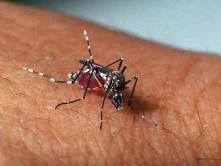 Foto de mosquito da dengue