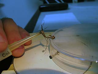 Foto do mosquito da dengue