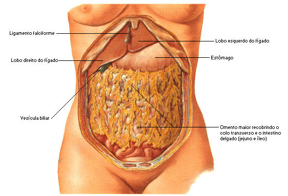 Hérnia inguinal nos praticantes de musculação - Hernia Clinic