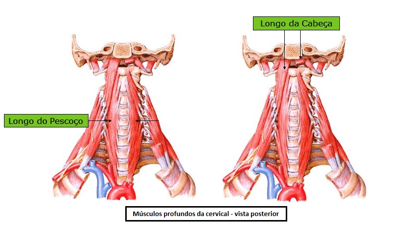 Foto: Divulgação/https://www.auladeanatomia.com/novosite/sistemas/sistema-muscular/musculos-do-pescoco/