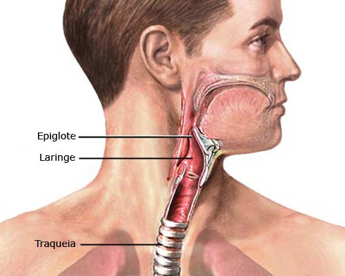 Ilustração da laringe