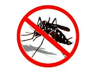 Foto um mosquito transmissor da dengue