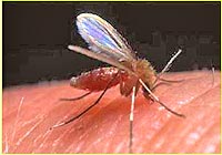 Foto de um mosquito
