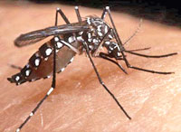 Foto do Aedes aegypit