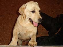 C&atilde;o