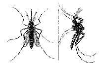 imagem de mosquito
da dengue
