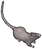 Ilustra??o de um rato