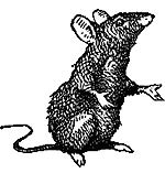 Ilustra??o de u rato