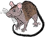 Ilustra??o de um rato
