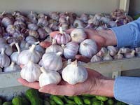 Foto de Falconi segurando v?rias cabe?as de alho