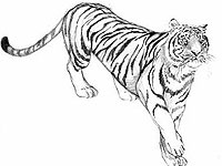 desenho de um tigre