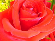 Foto de uma rosa vermelha