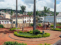 Foto das palmeiras plantadas