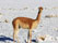 Vicunha, animal típico do Deserto do Atacama.