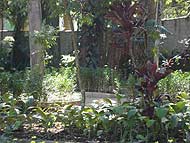 Foto de plantas do parque