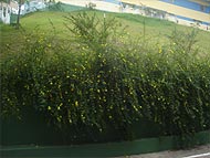 Foto de plantas verdes com flores amarelas