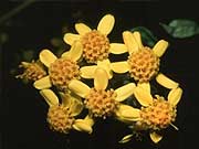 foto da flora do Pico da bandeira