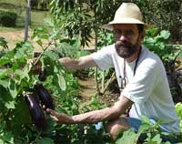Foto do Falconi em uma planta??o de berinjela